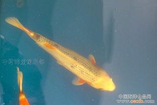 锦鲤萌宝助我成传奇,助力成就传奇人生之旅