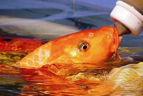 锦鲤萌宝助我成传奇,助力成就传奇人生之旅 第2张 锦鲤萌宝助我成传奇,助力成就传奇人生之旅 第2张