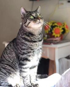 我的心里住着一只猫,探寻内心猫性的温暖寓言