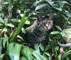 我的心里住着一只猫,探寻内心猫性的温暖寓言  第3张