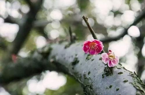 梅花印记 第1张 梅花印记 第1张