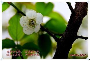 梅花印记 第2张 梅花印记 第2张