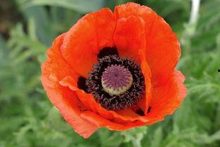 红罂粟 第2张 红罂粟 第2张